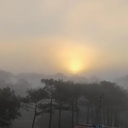 A L'ocean Au Dessus Des Pins * Seignosse